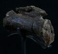 Diplodocus Caudal Vertebra With Stand #10265-6